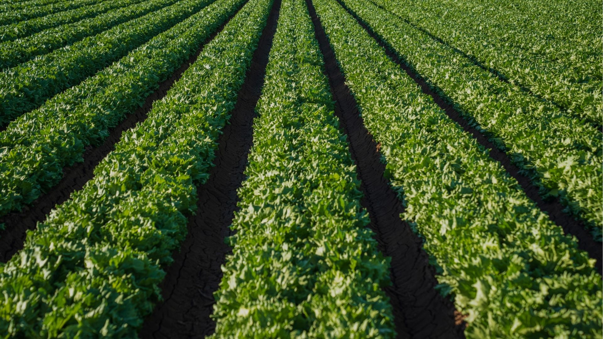 Drip Irrigation System Installation